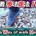 Ninja [ Way of walk / Way of run] Sword Lesson [Hassou]